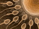 Dieta rica em gordura saturada pode diminuir contagem de espermatozoides. Ômega-3 ajuda a melhorar morfologia espermática